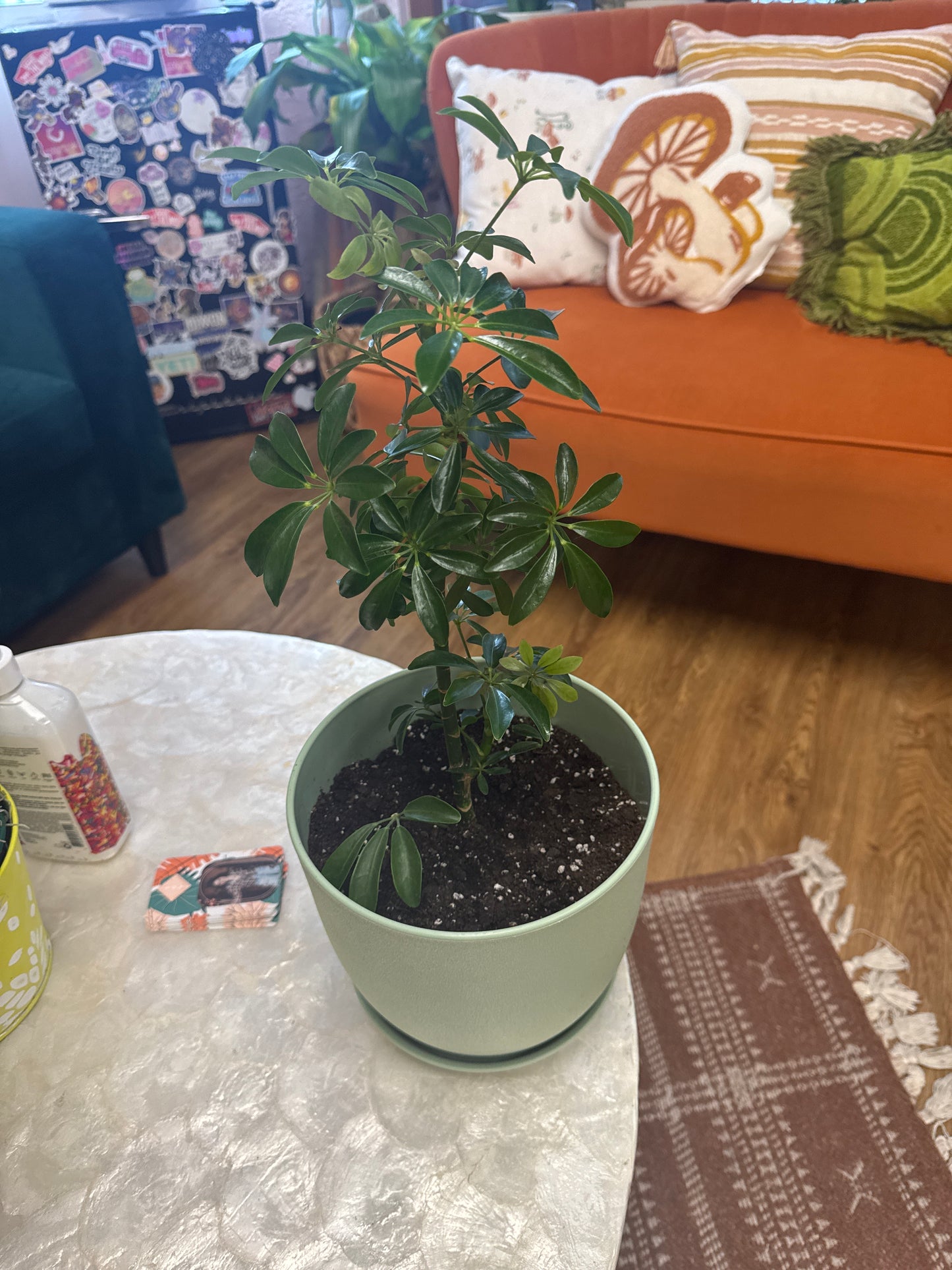 Live Schefflera-Umbrella Plant in 8 Inch Pot