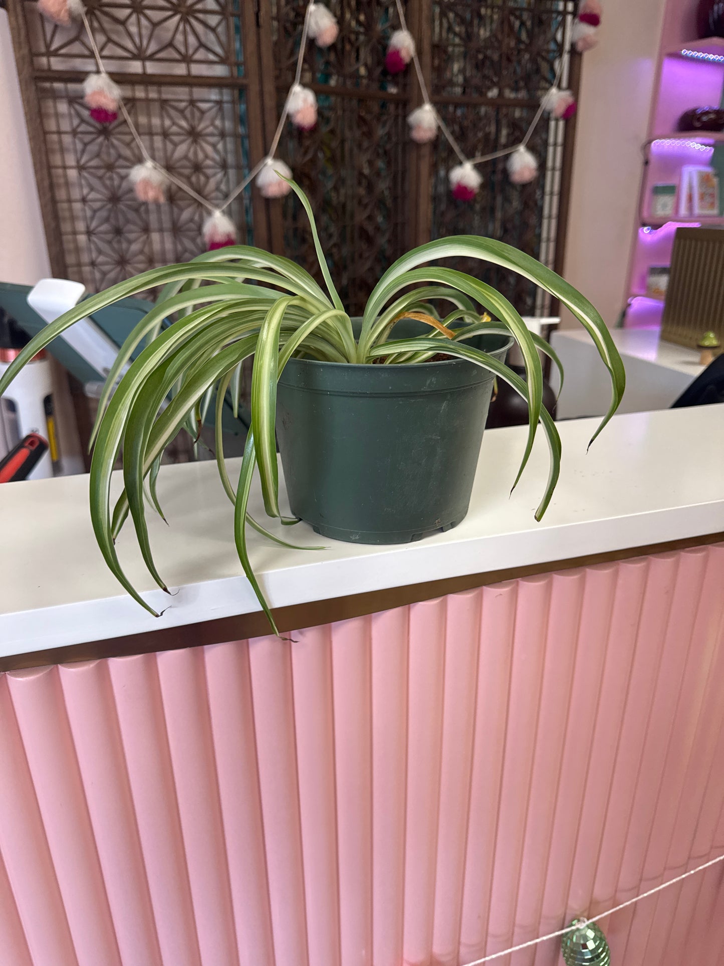 Live Spider plant in 6 inch pot