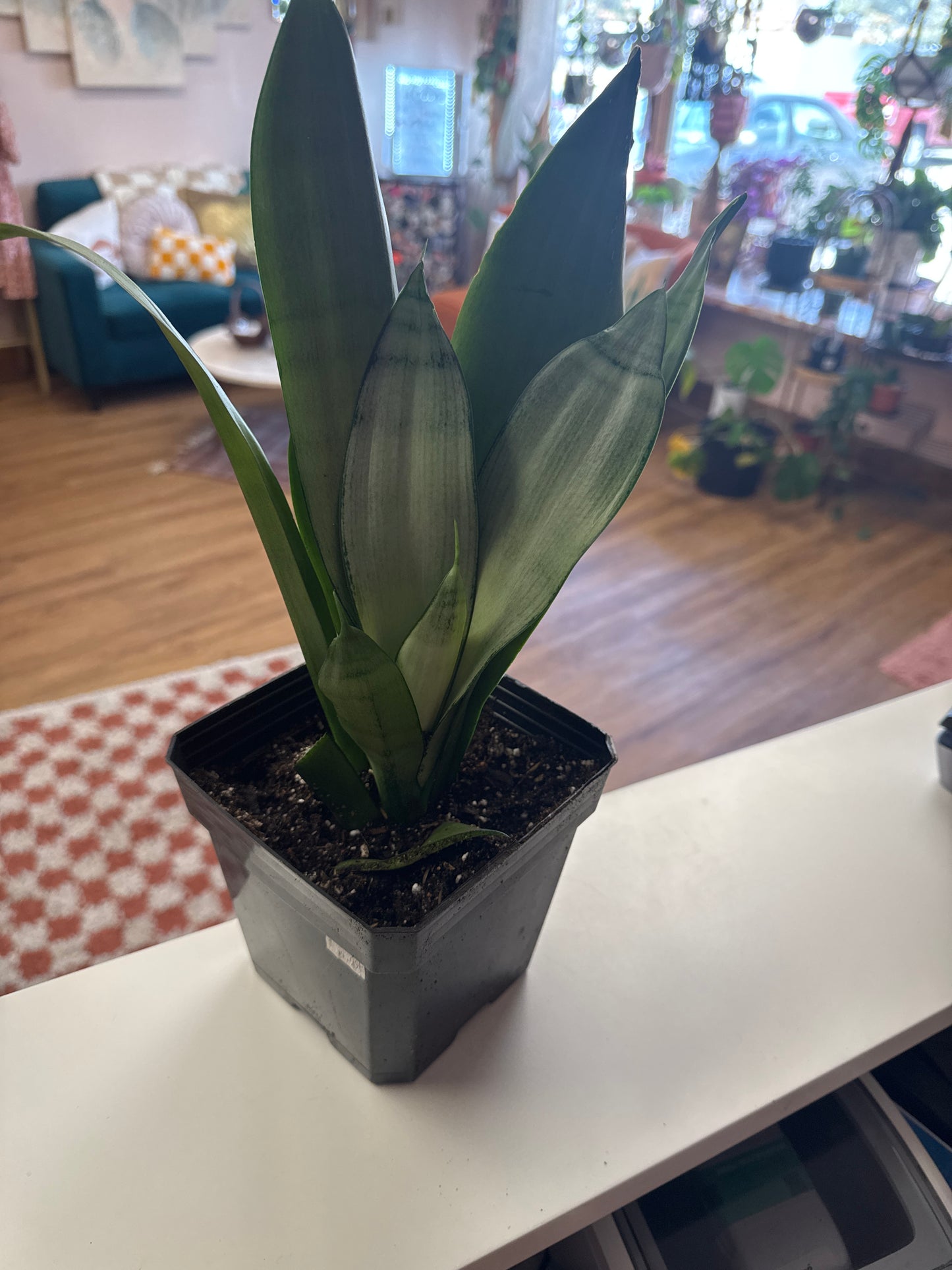 Live Albino Snake Plant