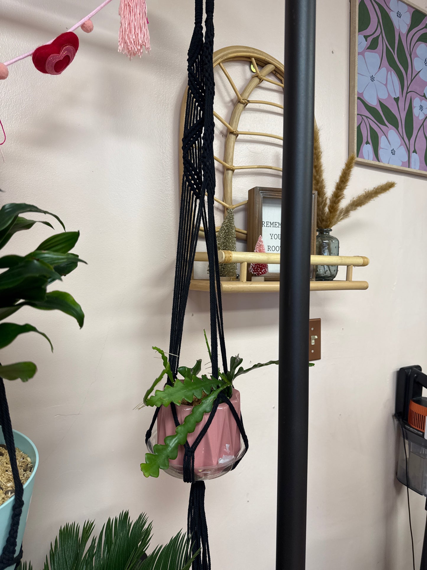Fishbone Cactus-Live Plant in 6 inch Planter with Macrame Hanger