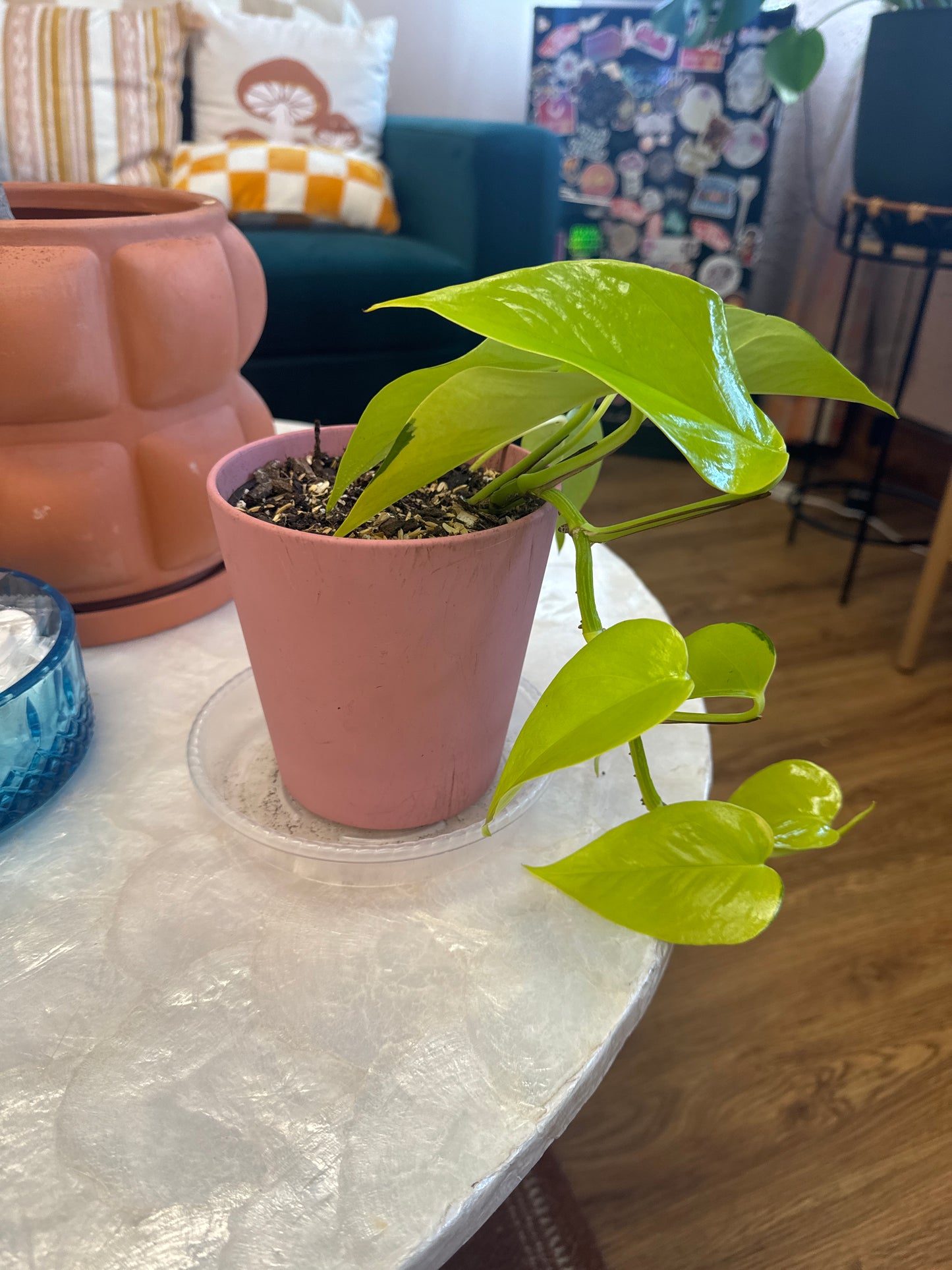 Live Neon Pothos Plant in Pink Planter