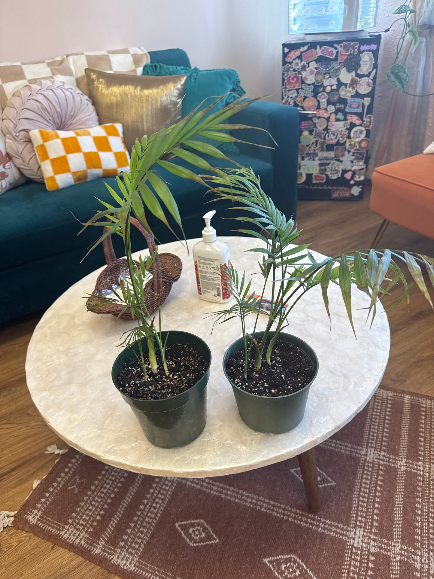 Baby Palm plant in 6 inch nursery pot-Live Plant