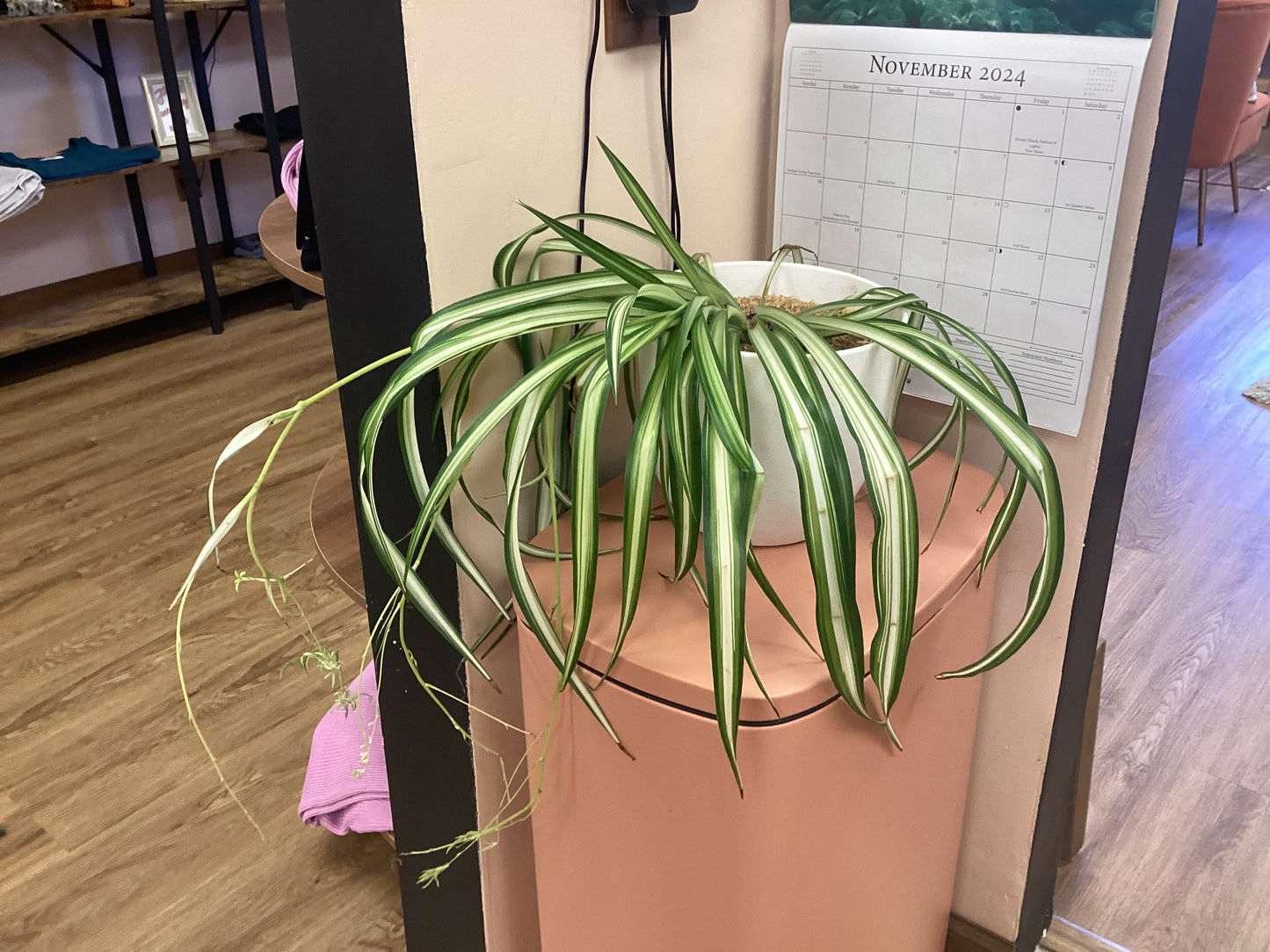 Medium-Big Sized Live Spider Plant in Pot