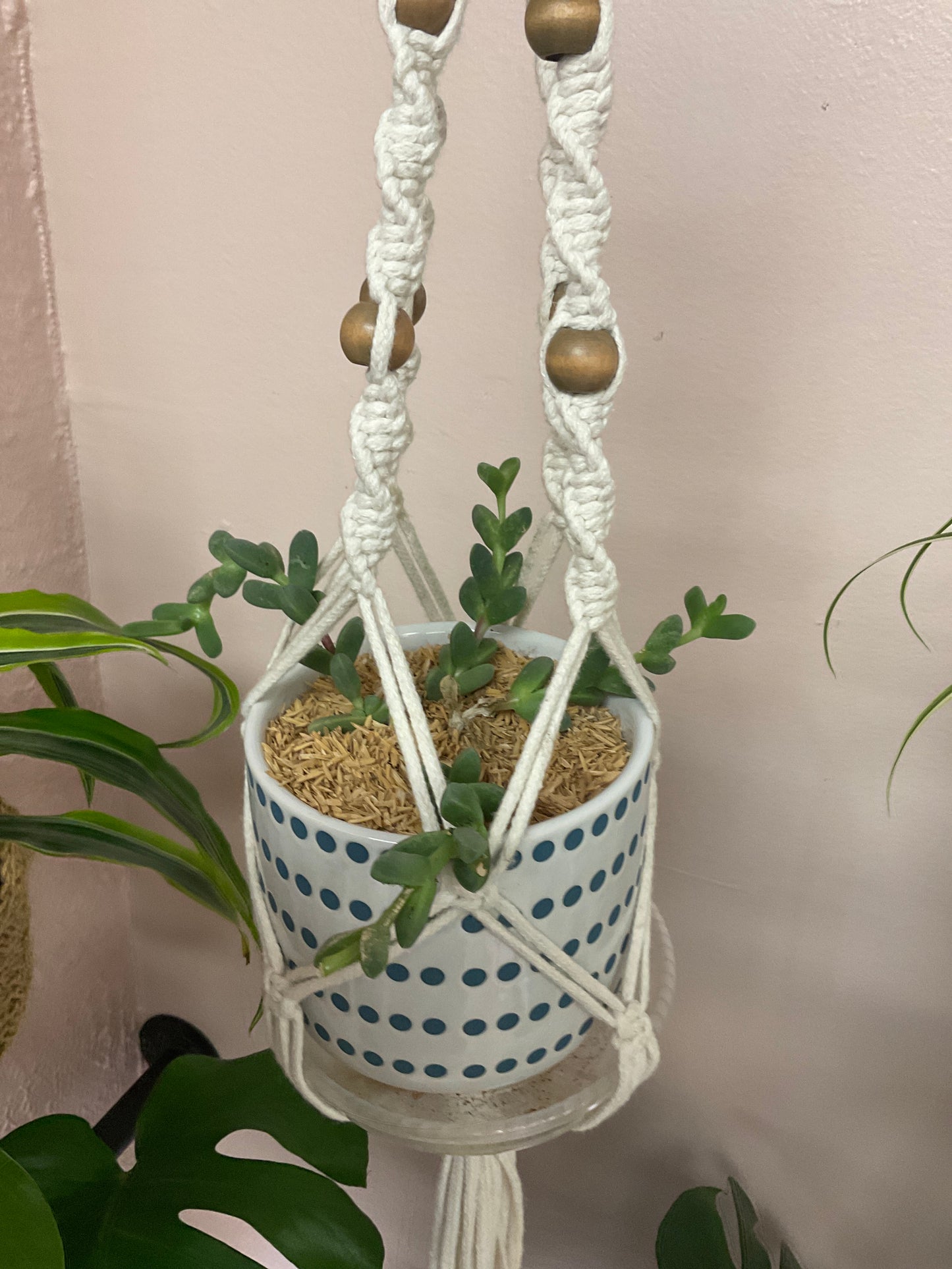 Live Ice Succulent Plant In 4 inch Ceramic Pot- With Macrame Hanger