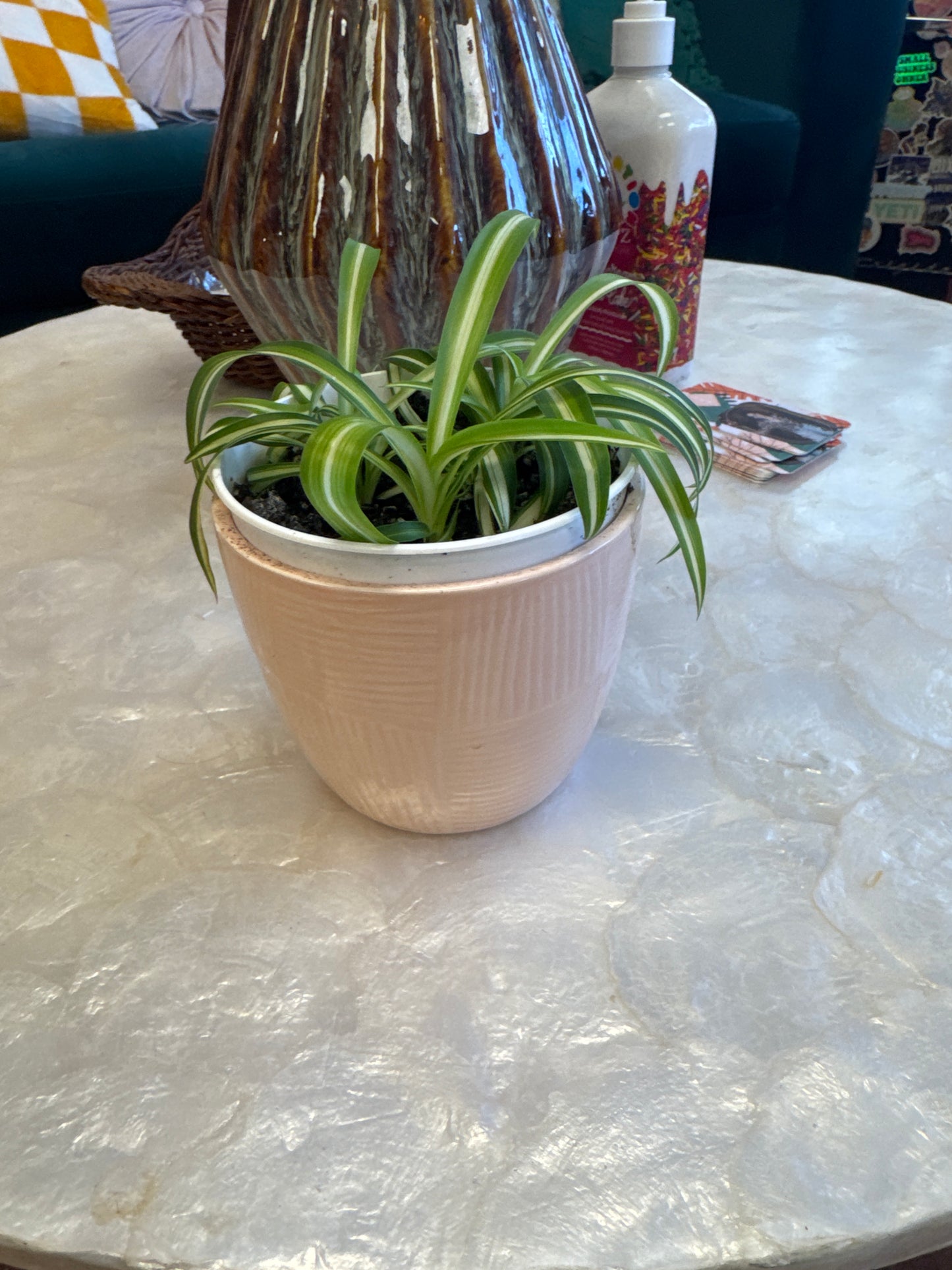 Spider plant in ceramic pot