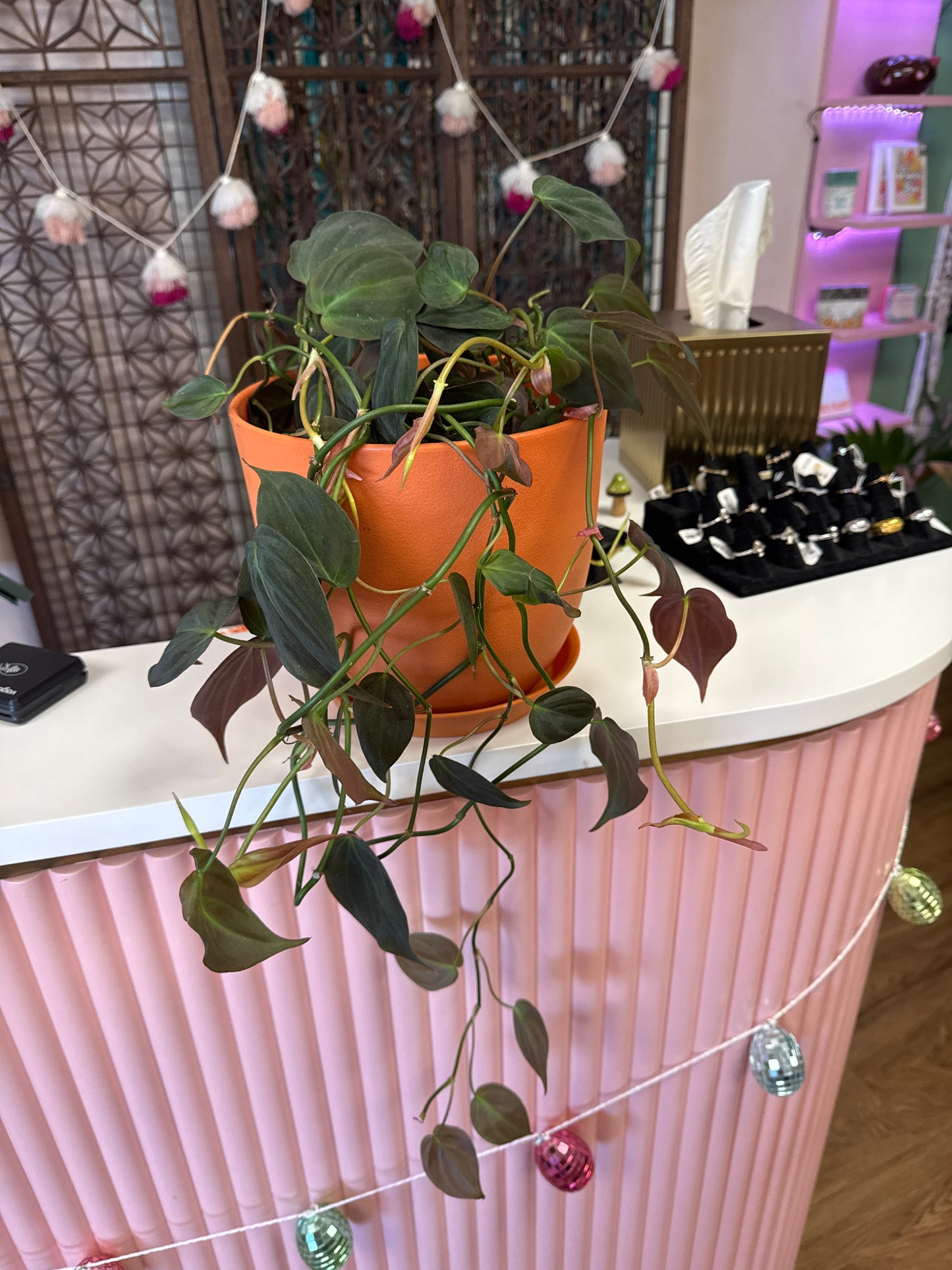 Live Vine Plant 8 inch planter