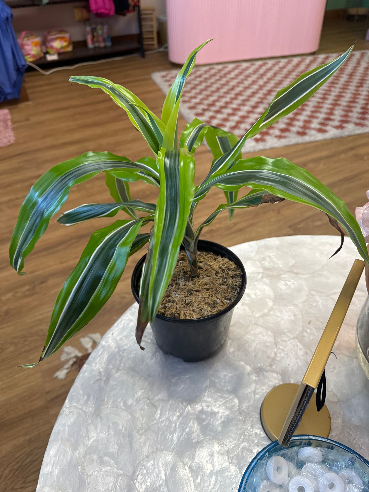 Lemon Lime Madagascar Dragon Tree - Dracaena - 4" Pot