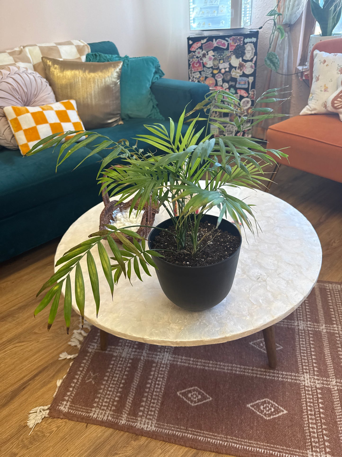 Live Palm Plant in 8 inch Pot