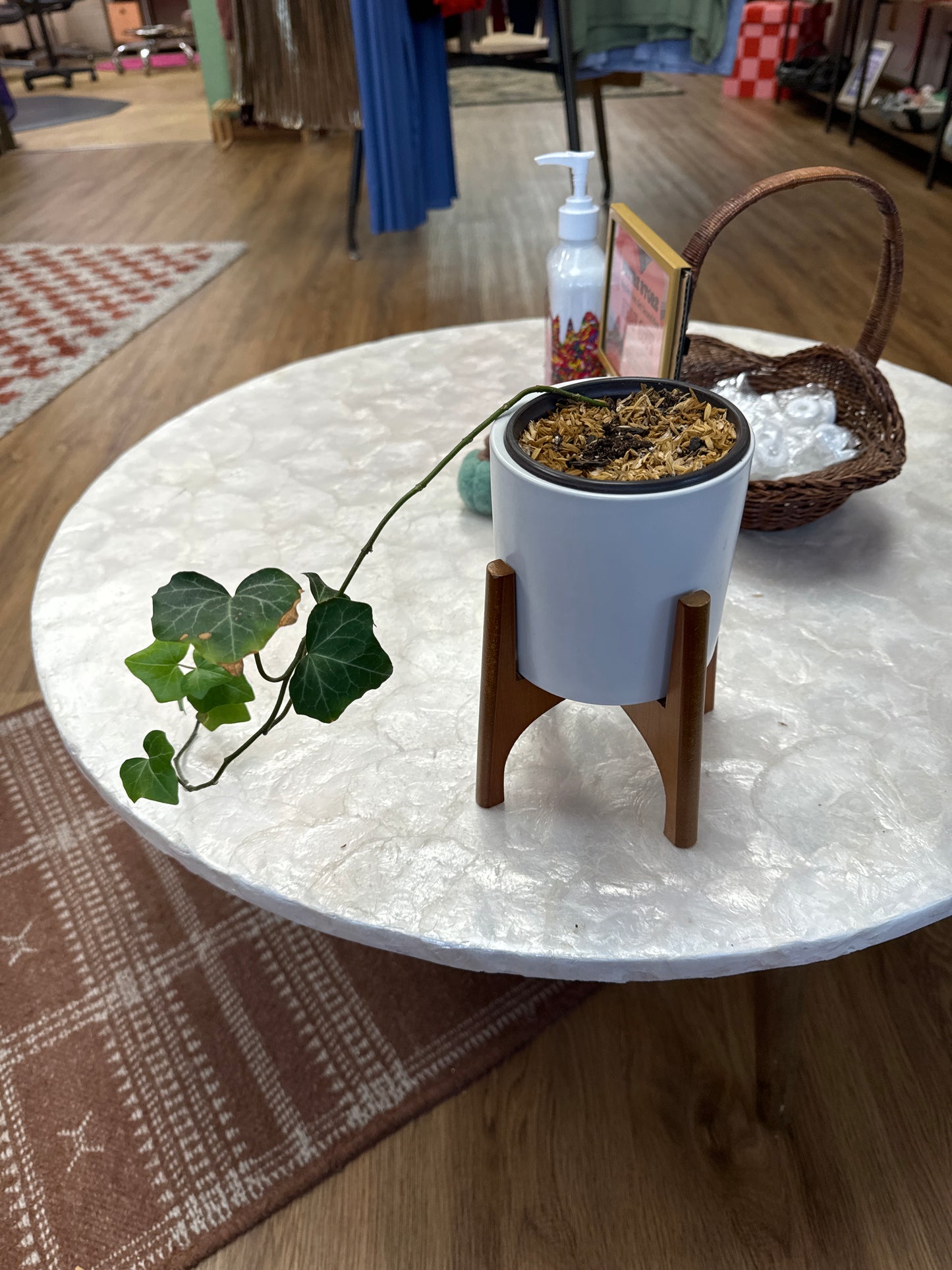 Ivy Plant Baby In cute planter