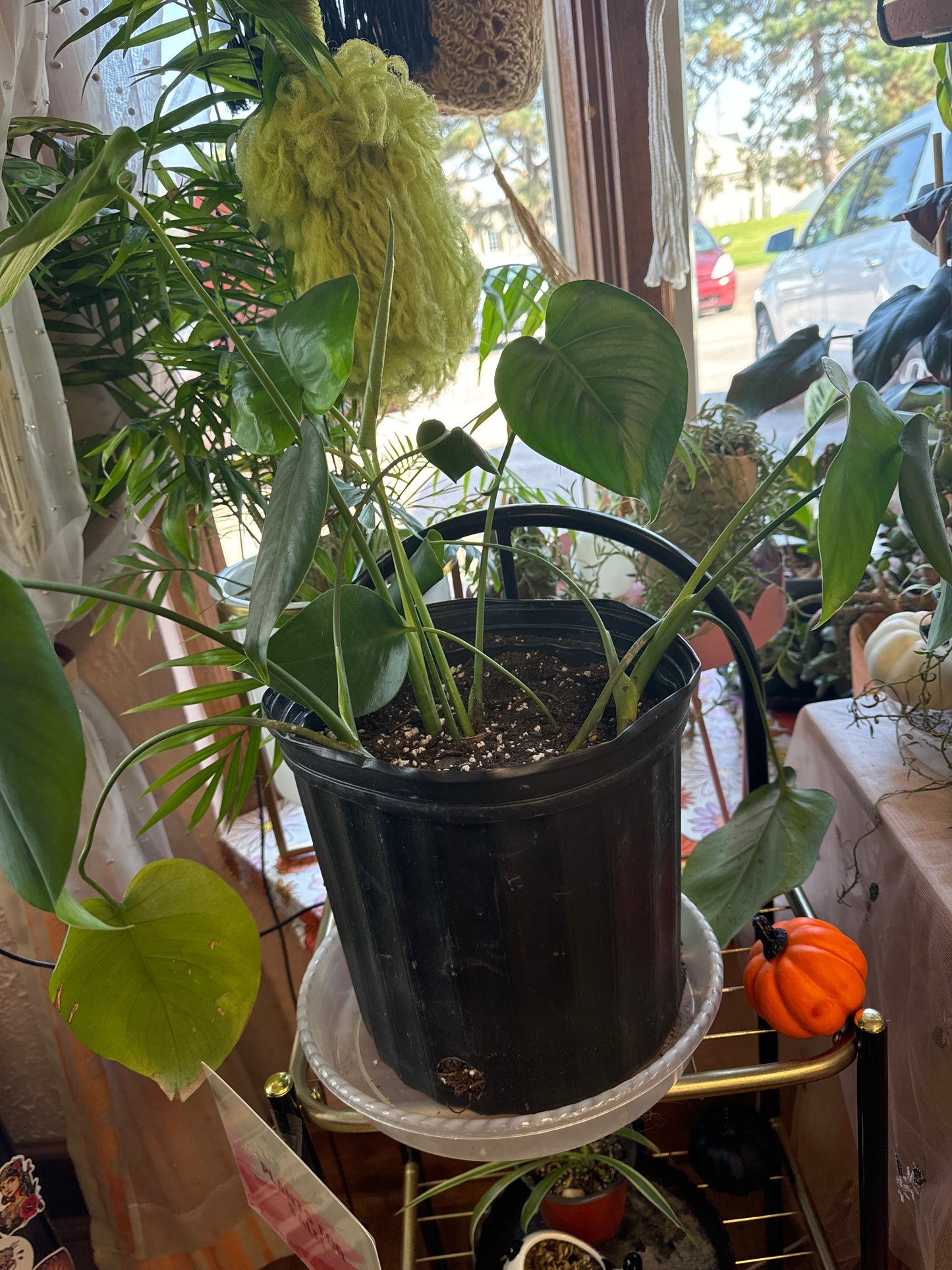 Monstera plant