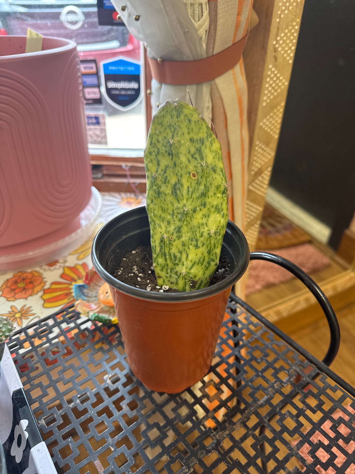 Live Variegated Cactus Plant