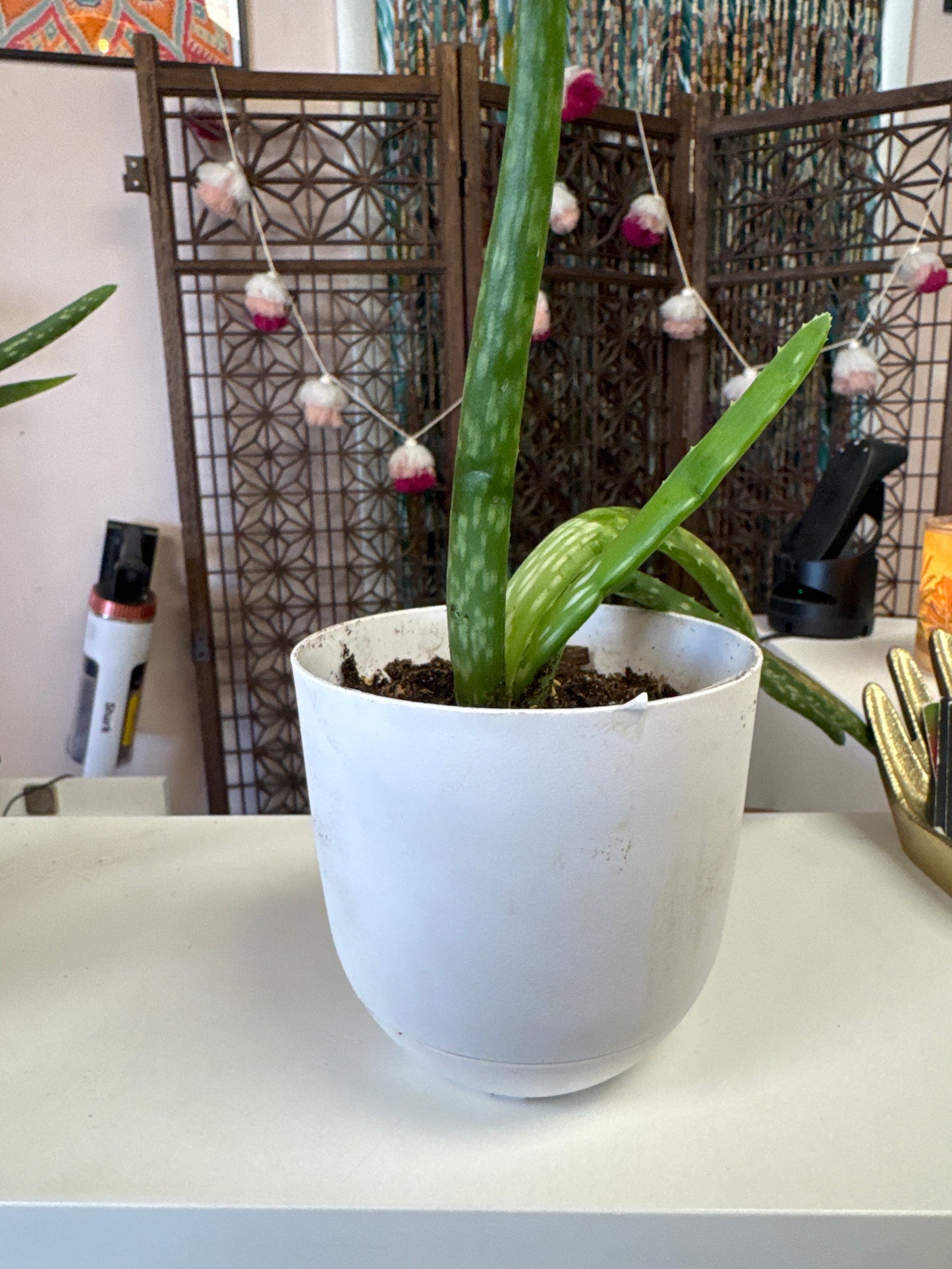 Baby Aloe Live Plant