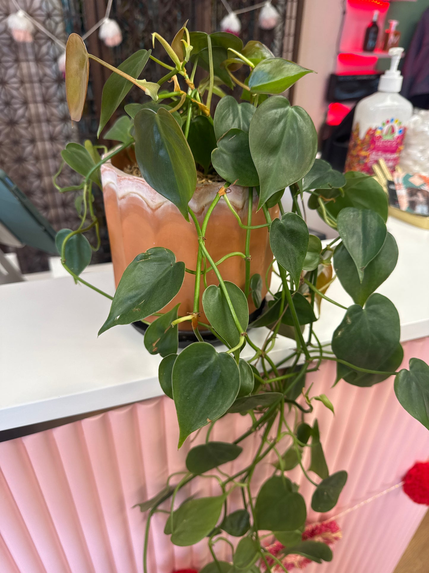 Live Trailing Plant in 6 Inch Ceramic Pot
