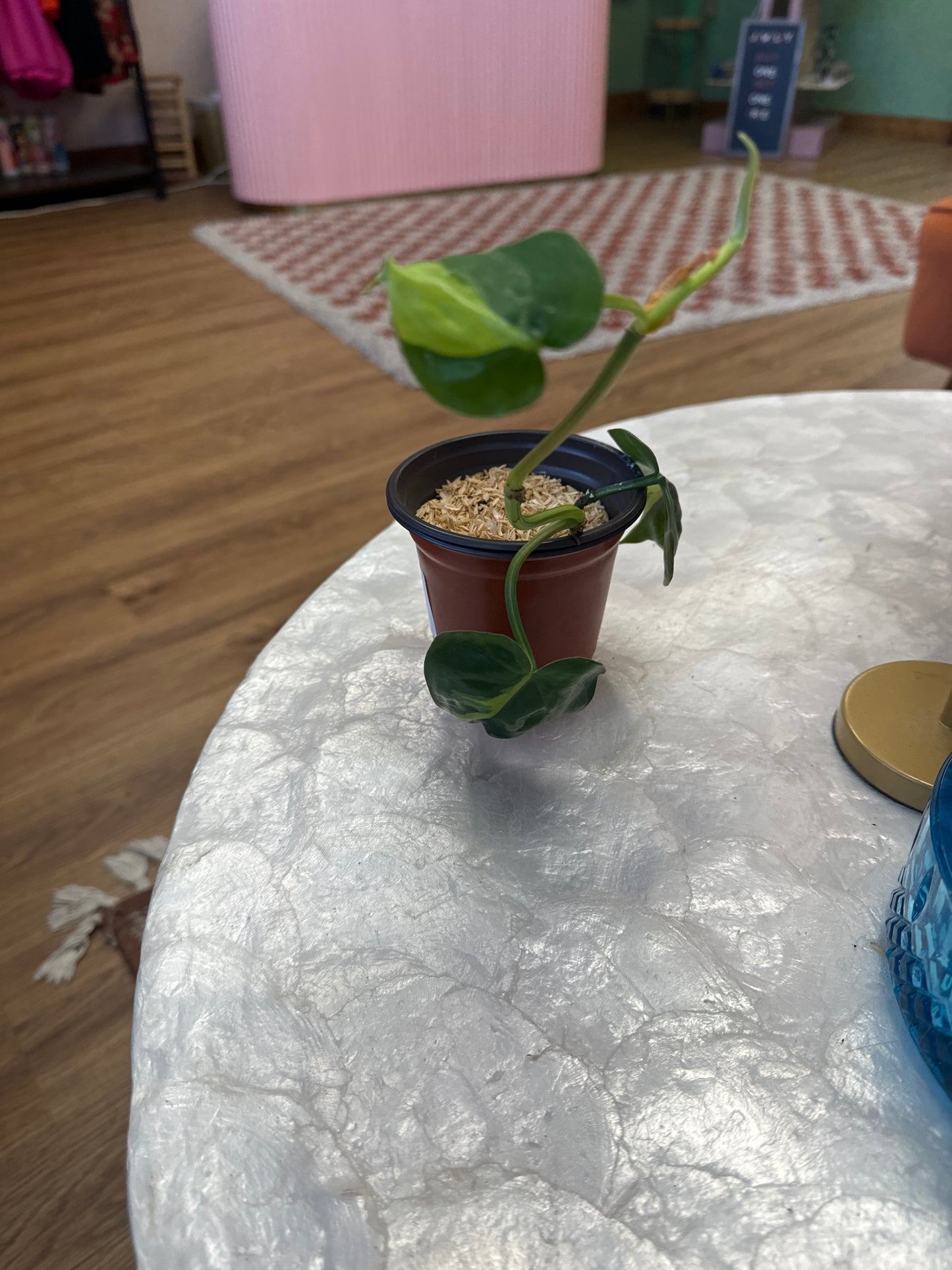 brazilian philodendron-plant baby