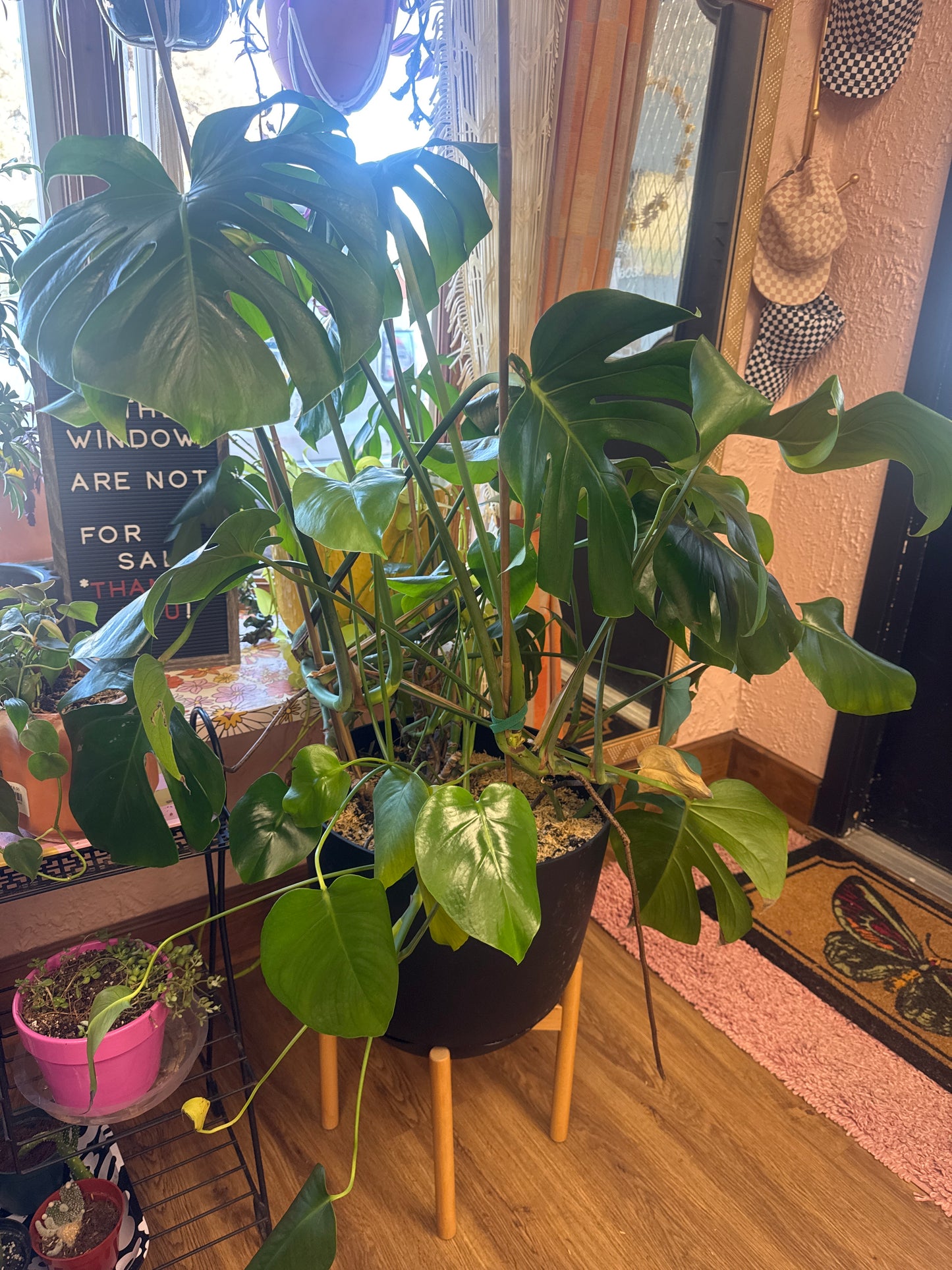 Large Monstera Plant