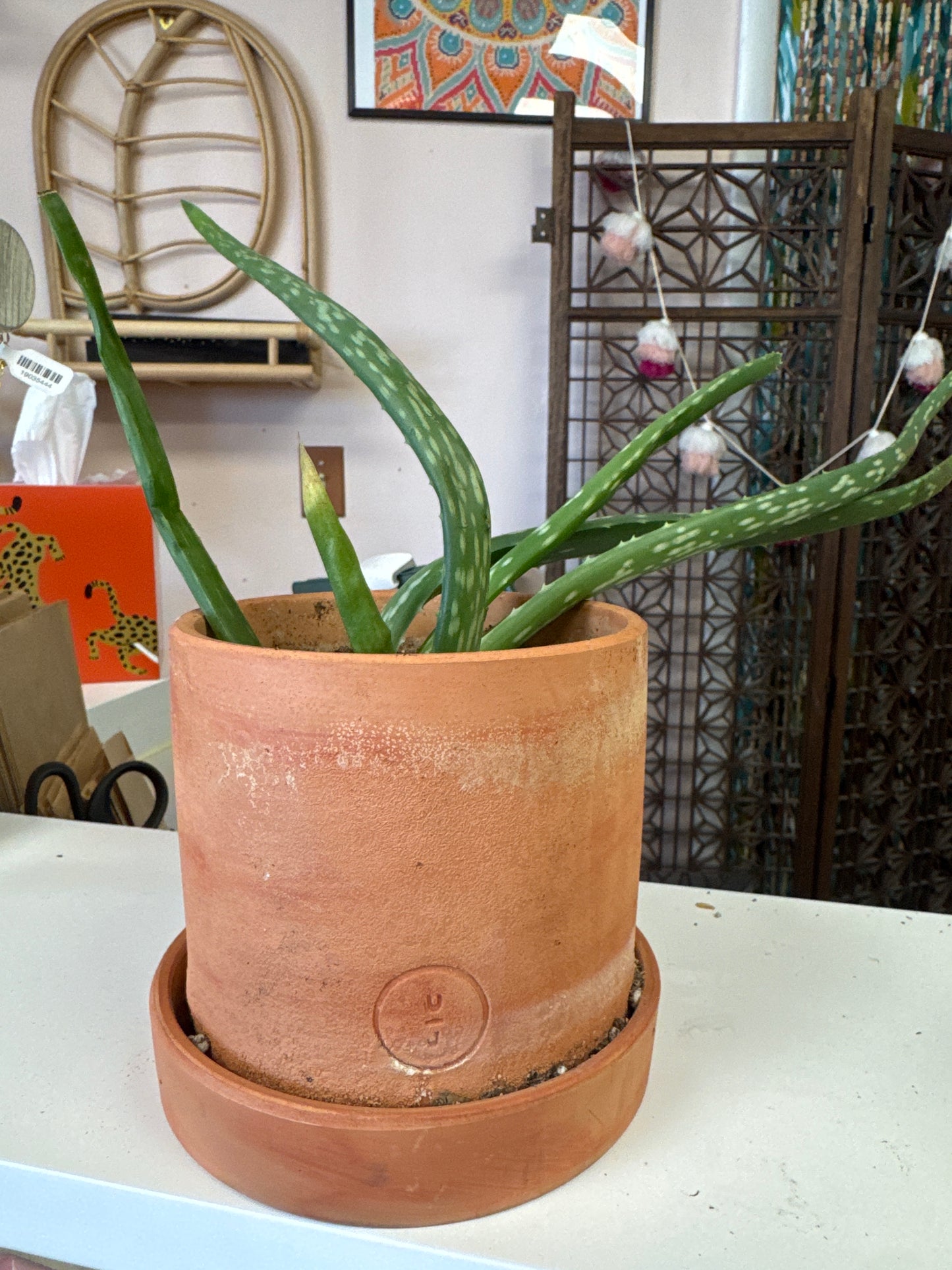 Baby Aloe Live Plant