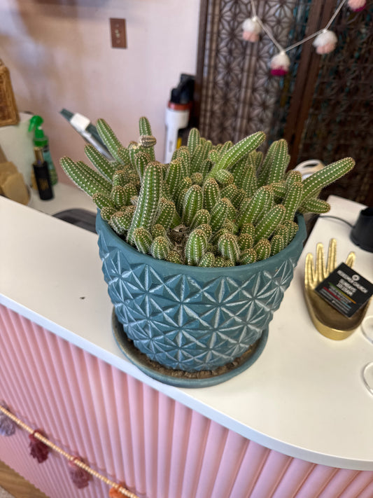 Live Cactus in ceramic pot