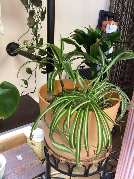 Live Plant Trio