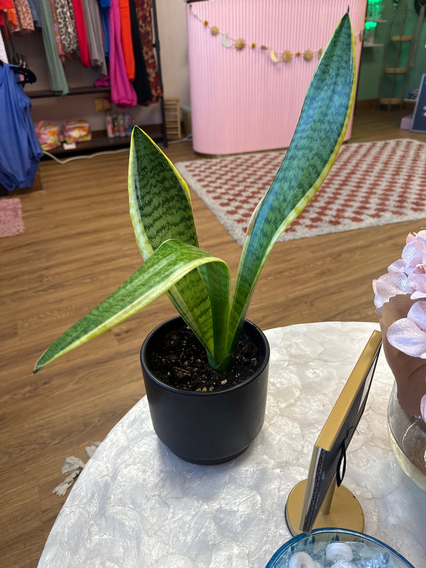 Medium Snake Plant in 6 inch Cermaic Pot