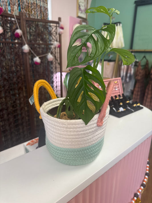 Live Swiss Cheese Monstera in Basket