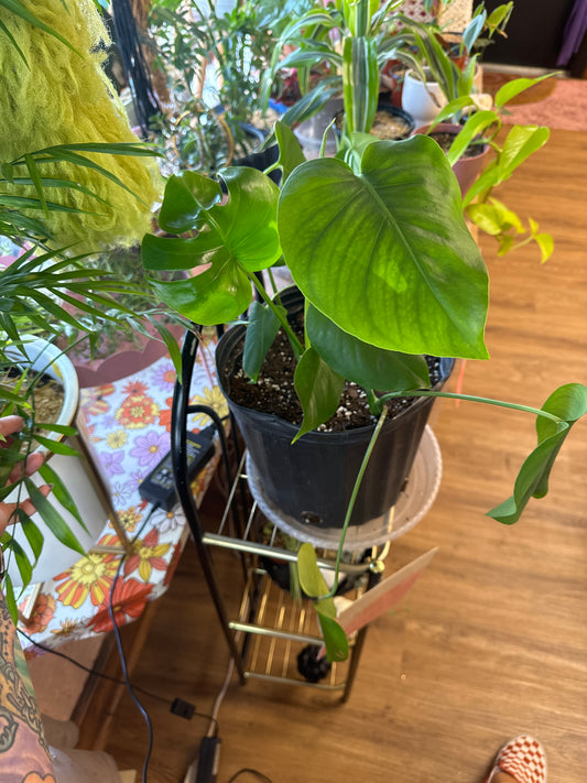 Monstera plant
