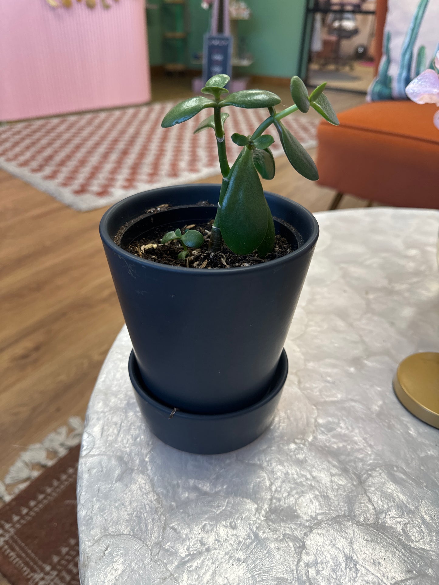 Jade Live Plant in 4” Ceramic Pot