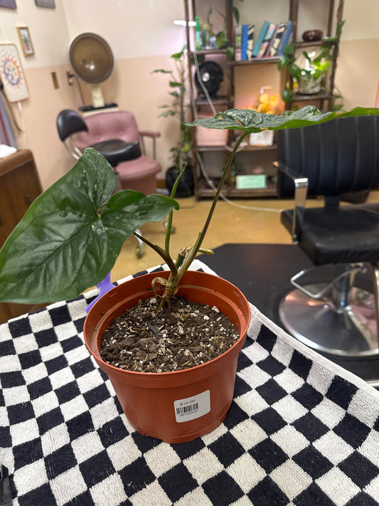 Live ALBO VARIEGATED SYNGONIUM