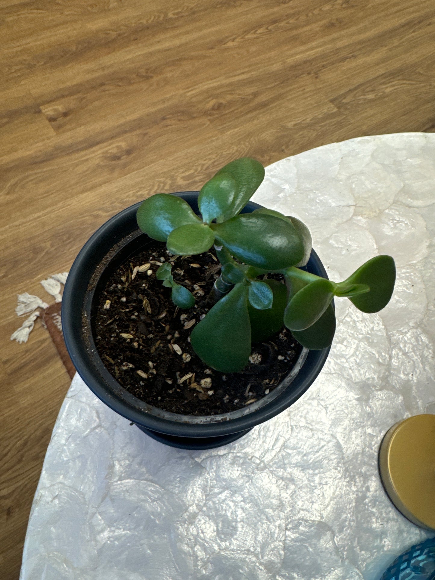 Jade Live Plant in 4” Ceramic Pot