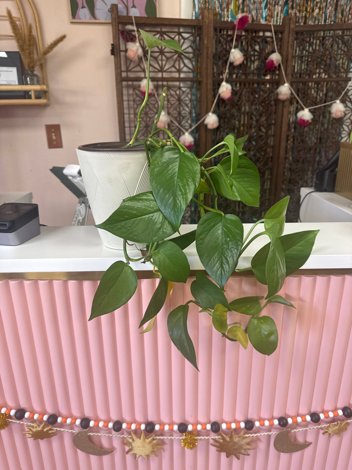 Live Pothos Plant in Container