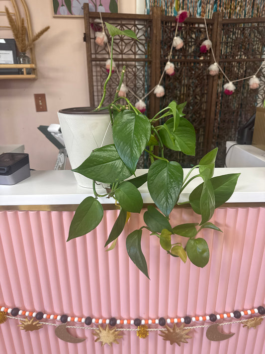 Live Pothos Plant in Container