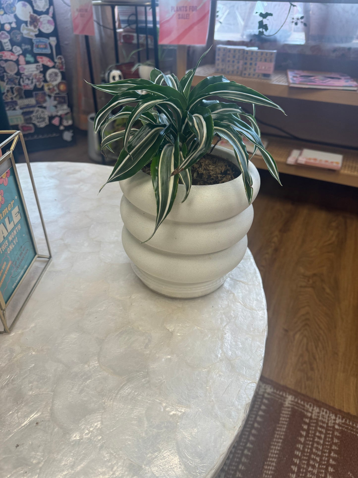 White Striped Live Dracaena Plant