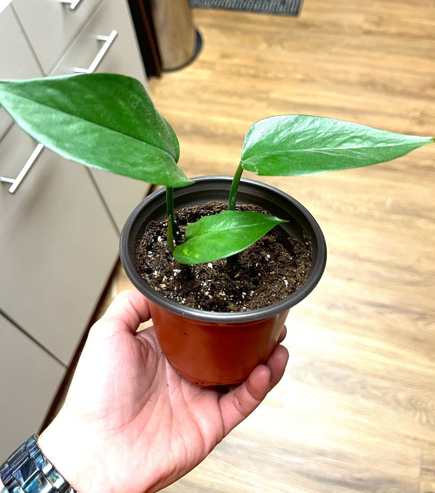 Marbled Pothos Plant