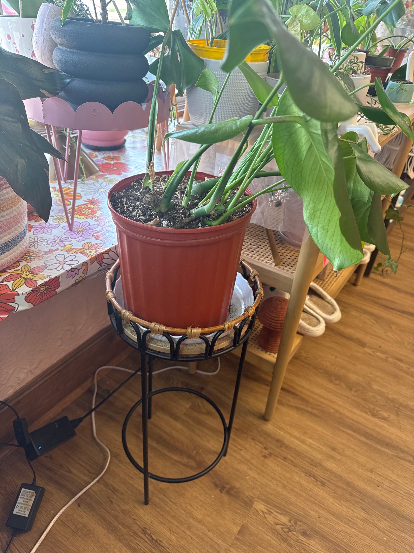 Live Monstera Plant in 10 inch pot