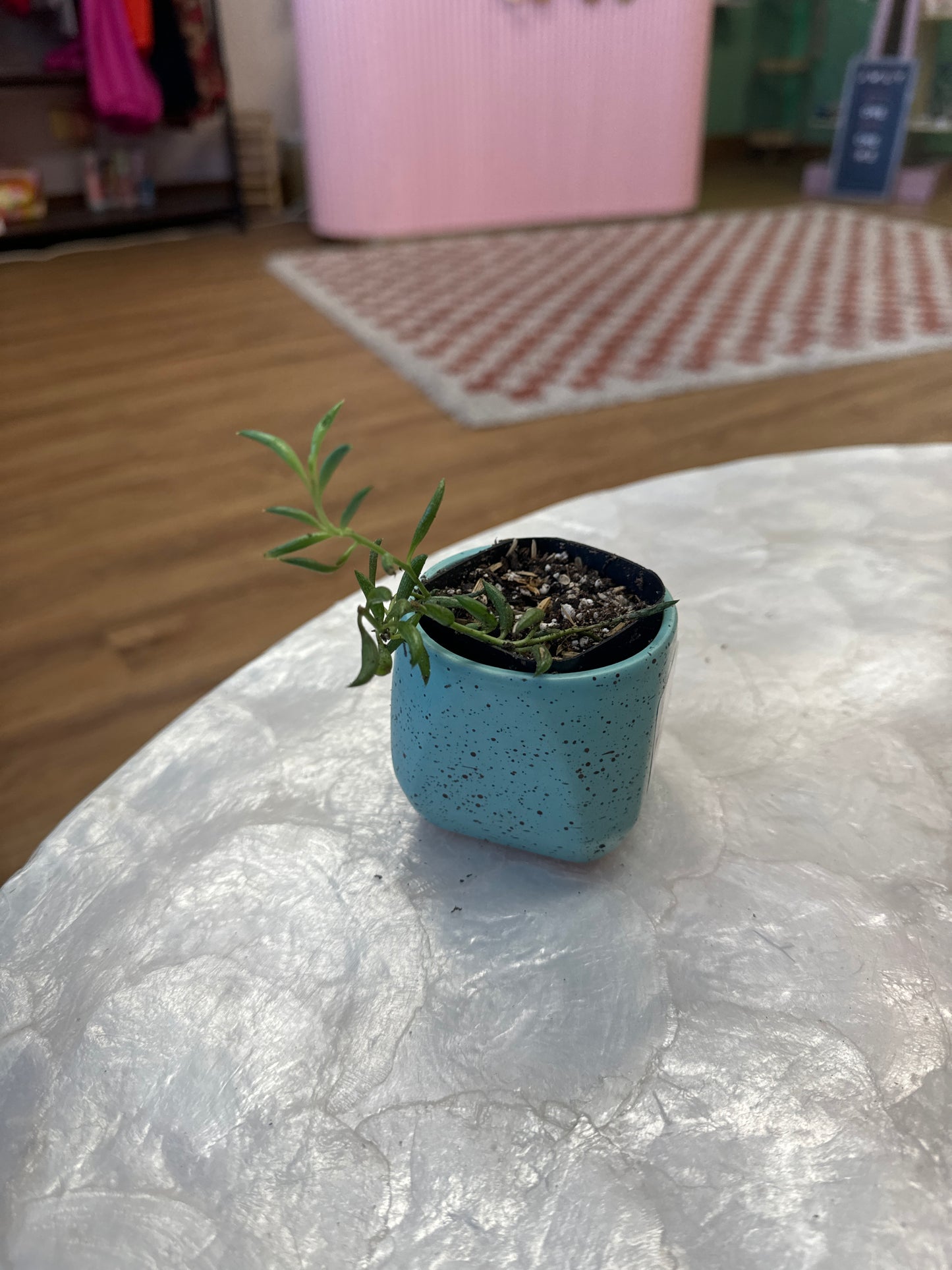 String of Bananas Plant in Mini Planter