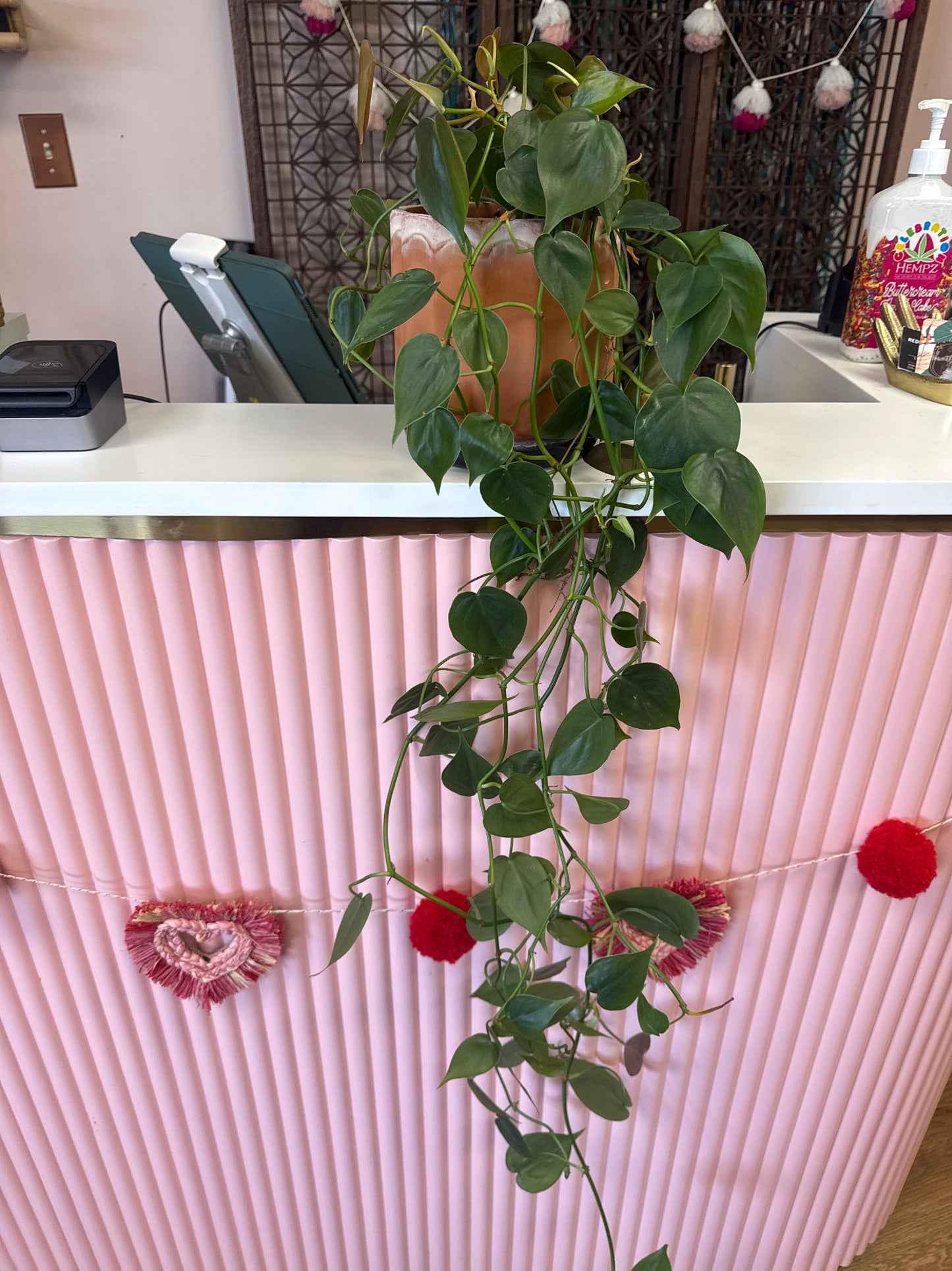 Live Trailing Plant in 6 Inch Ceramic Pot