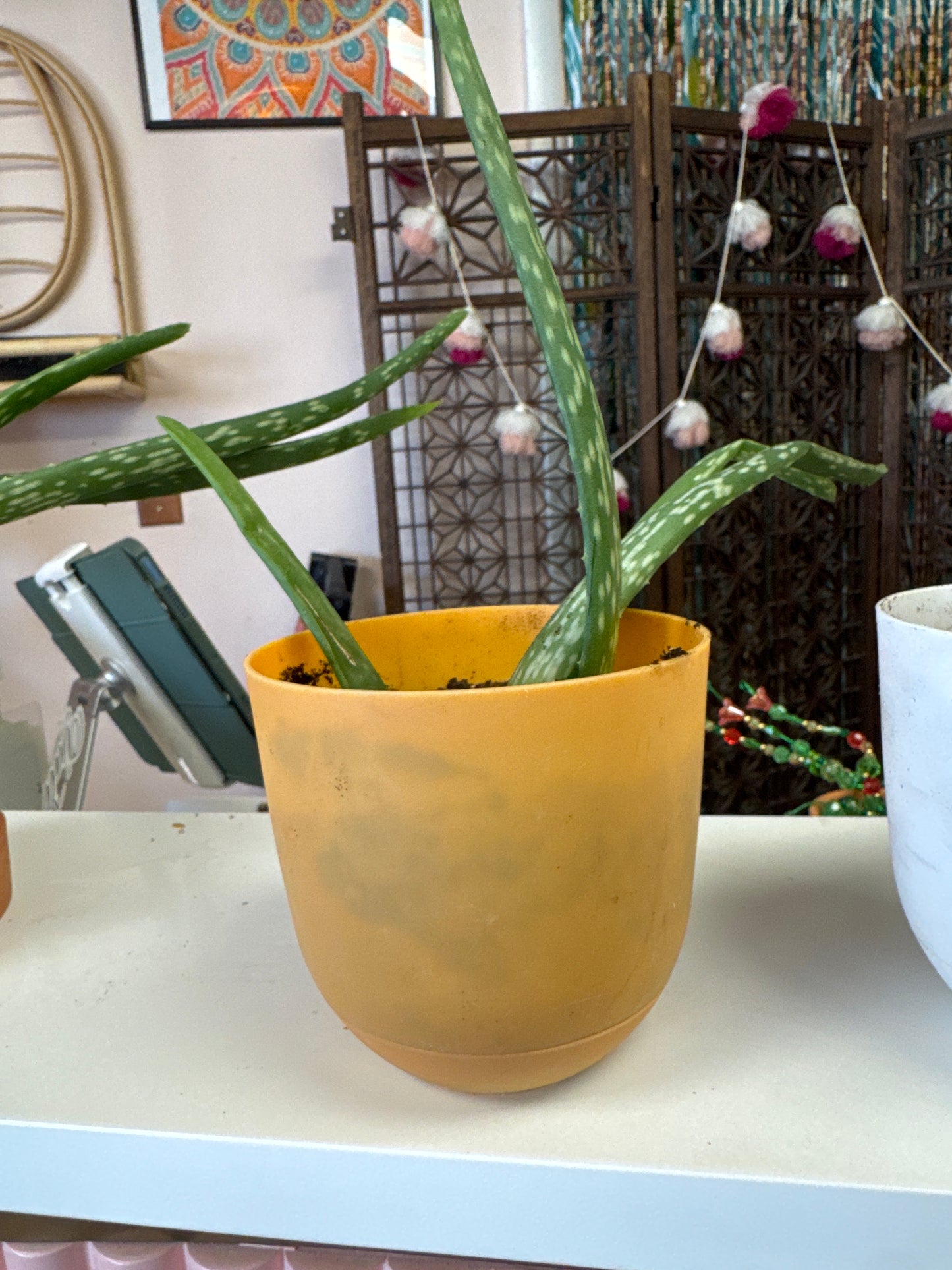 Baby Aloe Live Plant