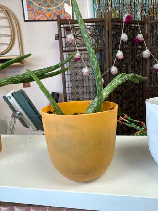 Baby Aloe Live Plant