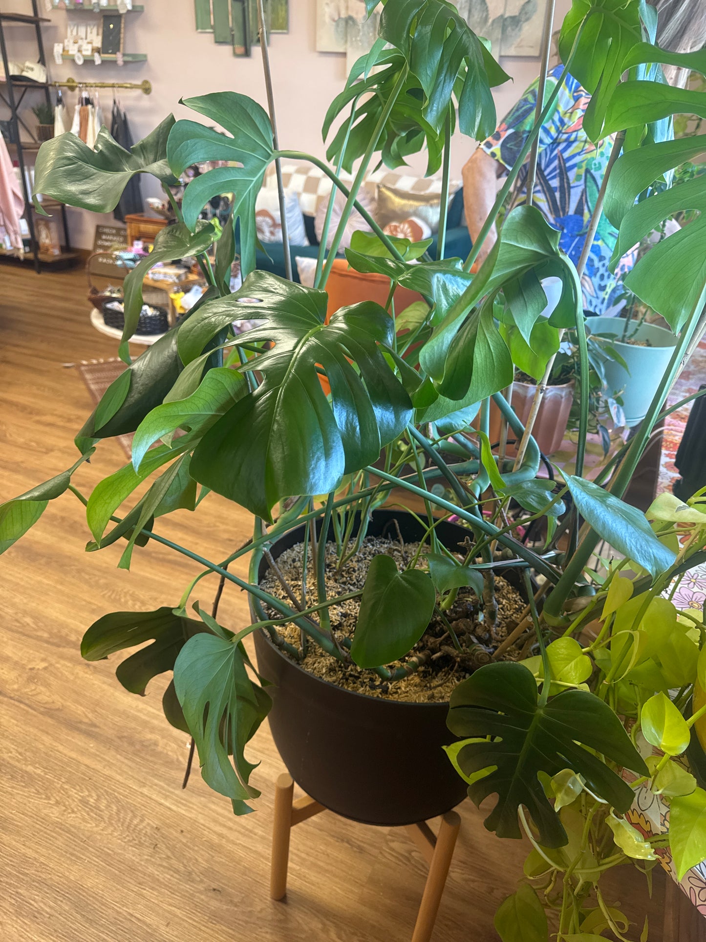 Large Monstera Plant